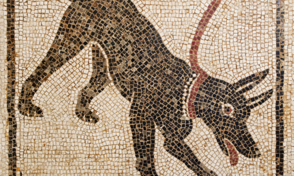 Contatto uomo-animale